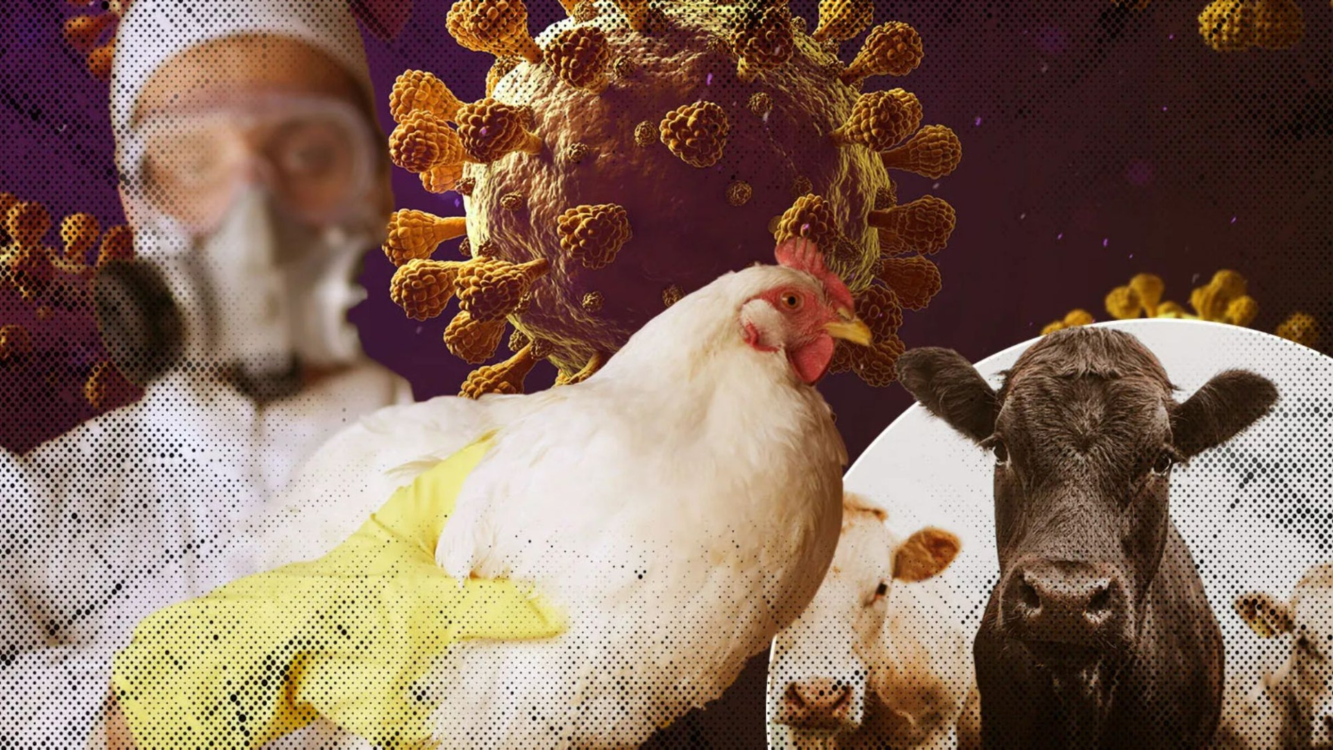 Highly-pathogenic H5N1 virus is ‘poised to explode into disastrous pandemic and we’re not ready’, top expert warns [Video]