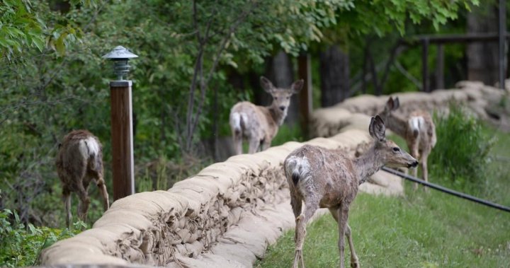 Third case of wasting disease found in B.C. deer [Video]