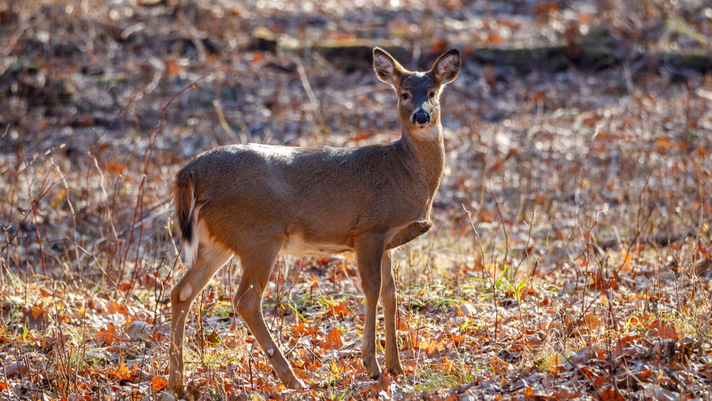 Third deer infected with chronic wasting disease in B.C. [Video]