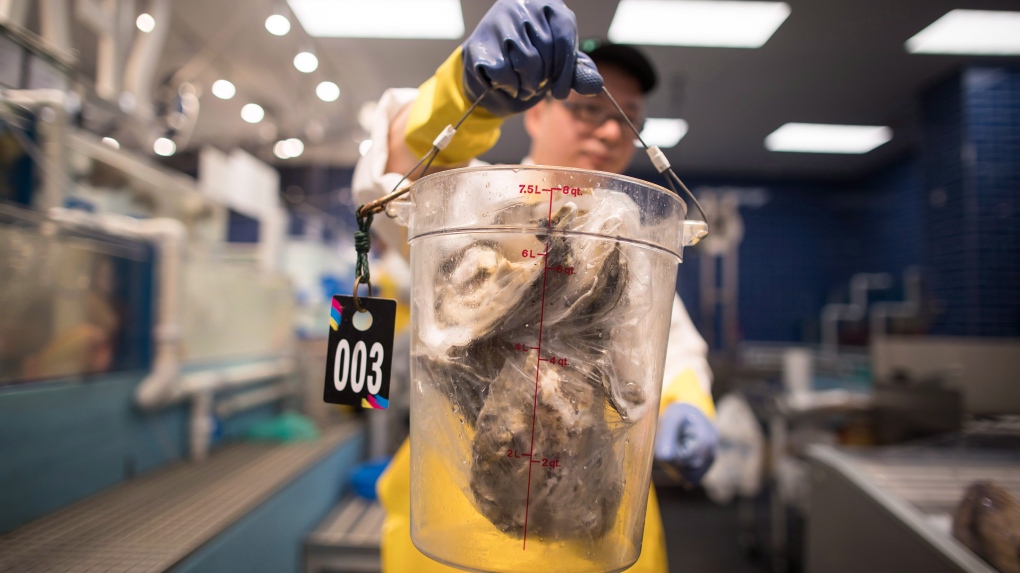 N.B. news: Oysters test positive for dermo disease [Video]