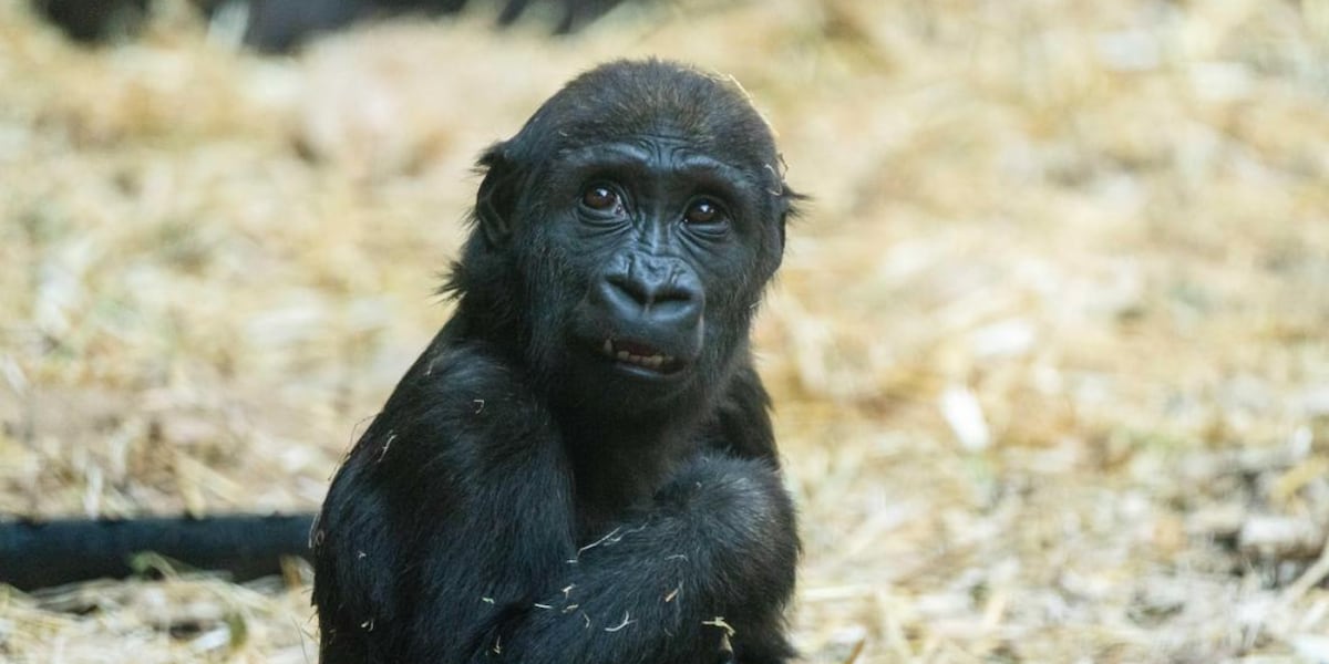 Human error: 2-year-old gorilla dead after hydraulic door mishap at zoo [Video]