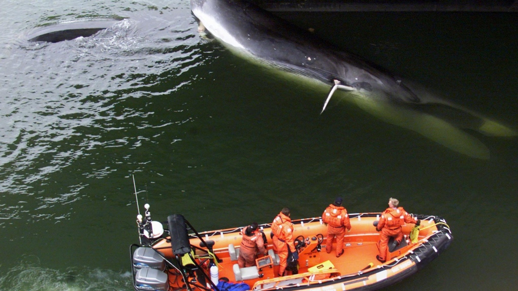 Study of whale strike hot spots could map out solutions [Video]