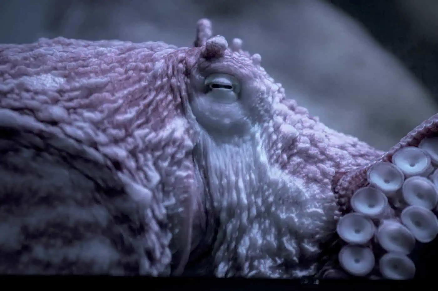 VIDEO: Octopus battles B.C.’s bomb cyclone on ocean floor [Video]