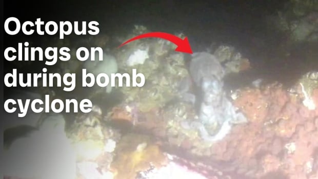 Octopus uses all eight legs to cling on during B.C.’s bomb cyclone [Video]