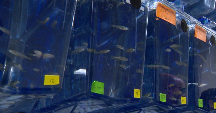 University of Manitoba fish lab studying tooth regrowth – Winnipeg [Video]