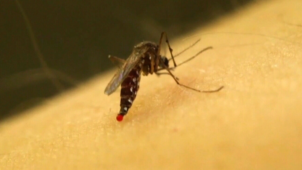 Winnipeg looking at new options to battle mosquitoes [Video]