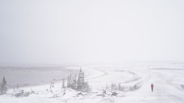 Polar bears, wolves and frigid temperatures don’t deter runners in annual Churchill marathon [Video]