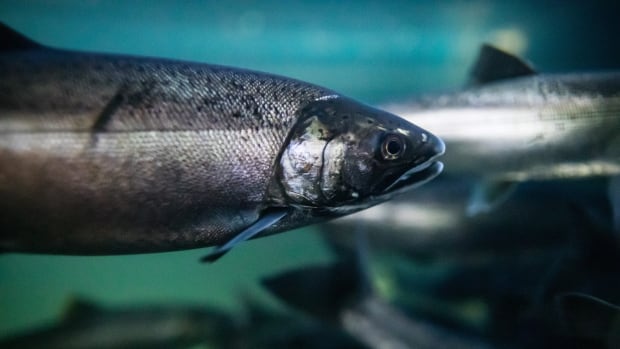 Amid big-box stores and industrial zones, salmon are returning to Metro Vancouver streams [Video]