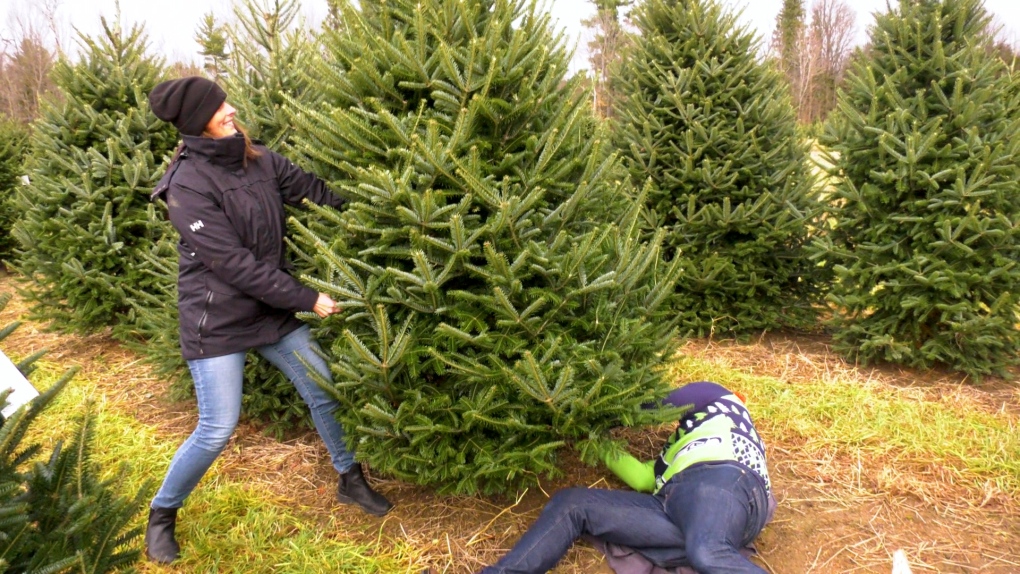 Christmas trees thriving during warm, wet winter [Video]