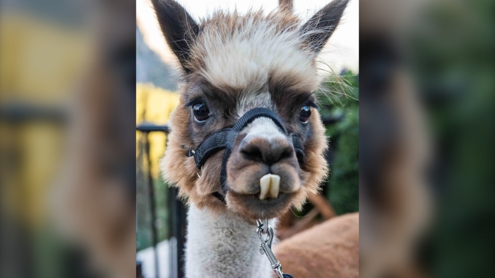 Allen the Alpaca set to visit Spruce Meadows Christmas Market [Video]