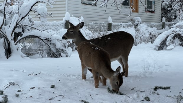 Snowfall warning remains in Kootenays as B.C. Hydro restores power from windstorms [Video]