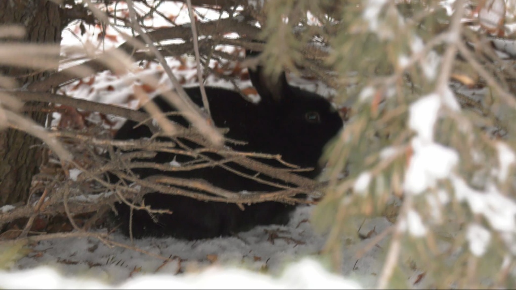 Domesticated rabbits overrun Selkirk, MB streets [Video]