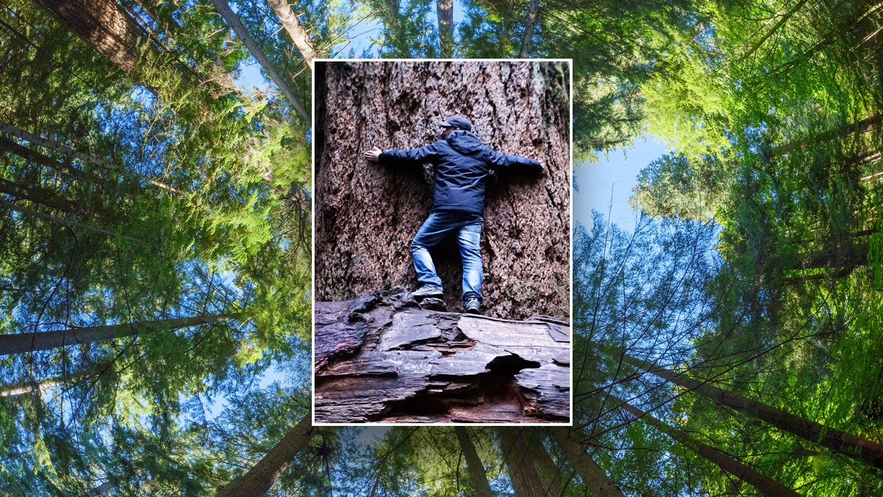 The Douglas fir, a common species used for Christmas trees, can grow hundreds of feet tall and live for over 1,000 years [Video]