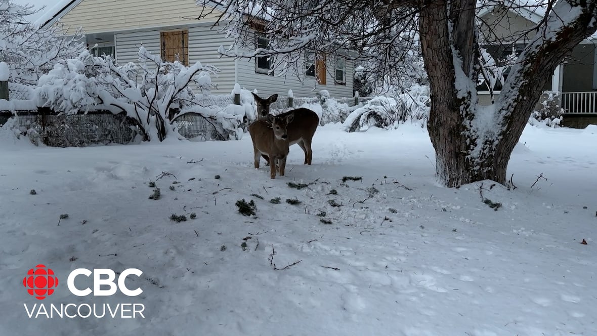 Kootenay residents hit with snowy, slippery conditions [Video]