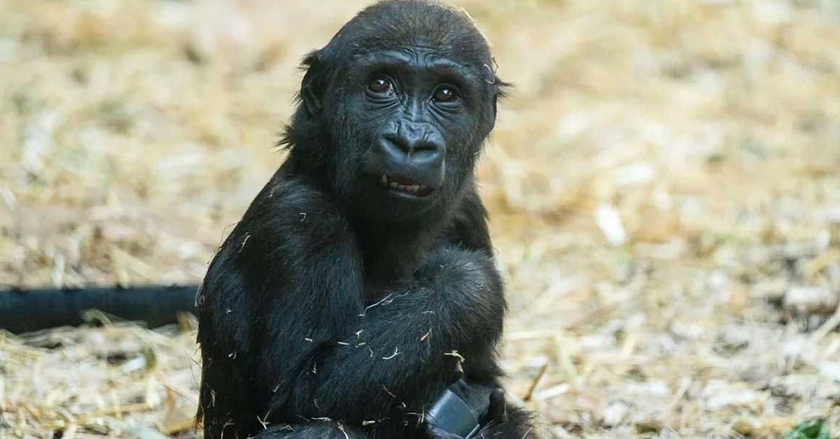 Gorilla at a Canadian zoo died after worker mistakenly activated wrong door [Video]