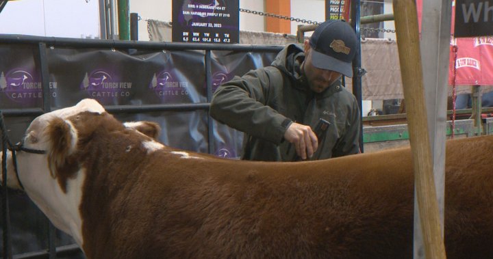 Canadian Western Agribition returns to Regina – Regina [Video]