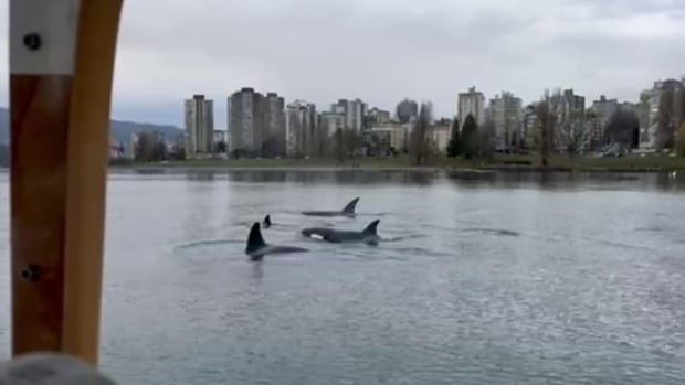 Mother orca with 3 offpsring in Vancouver’s False Creek a sign of recovery: researcher [Video]