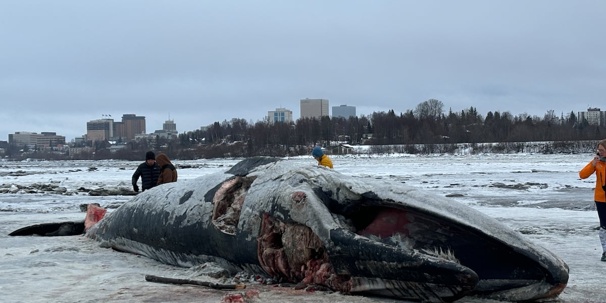 Alaska Native culture bearers bless Cook Inlet Fin Whale [Video]