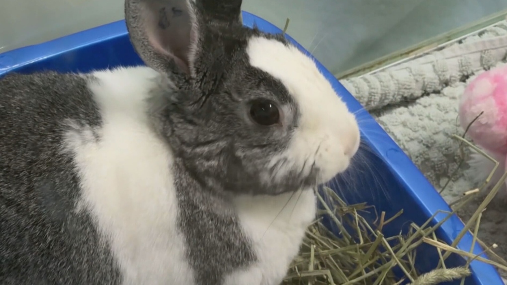 Animal shelters overwhelmed with surrendered pets [Video]