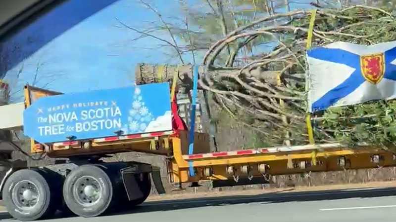 Boston’s official Christmas tree arrives Tuesday on Boston Common [Video]