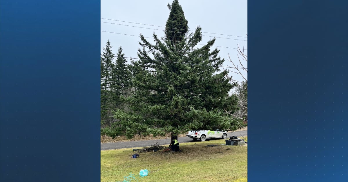 Boston Christmas Tree to arrive from Nova Scotia on Tuesday  Boston 25 News [Video]