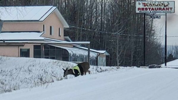 Deer Spotted Wearing High Visibility Vest [Video]