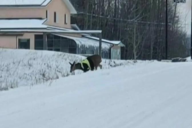 Deer wearing high-visibility vest seen wandering British Columbia town [Video]