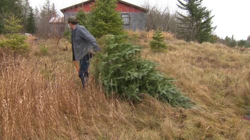 Research warns balsam firs threatened by climate change [Video]