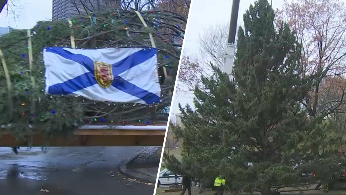 Boston Common Christmas tree reflects enduring gratitude  NECN [Video]