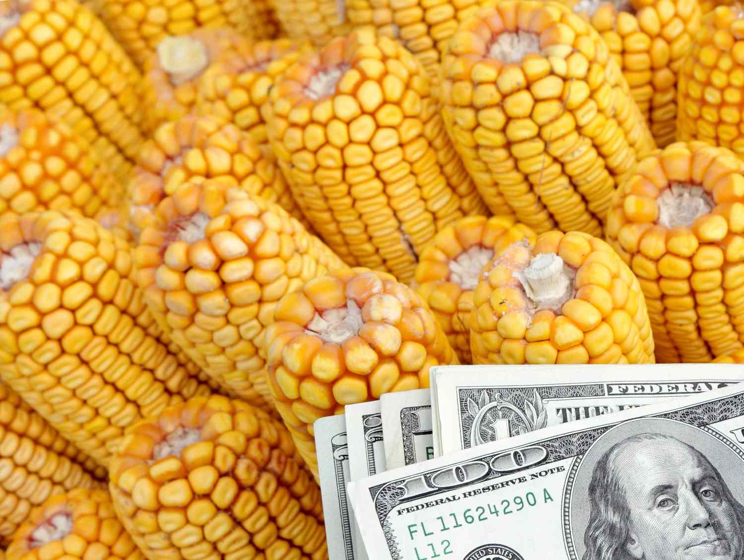 Corn, Soybeans Ease as Market Digests Trump Tariff Threats [Video]