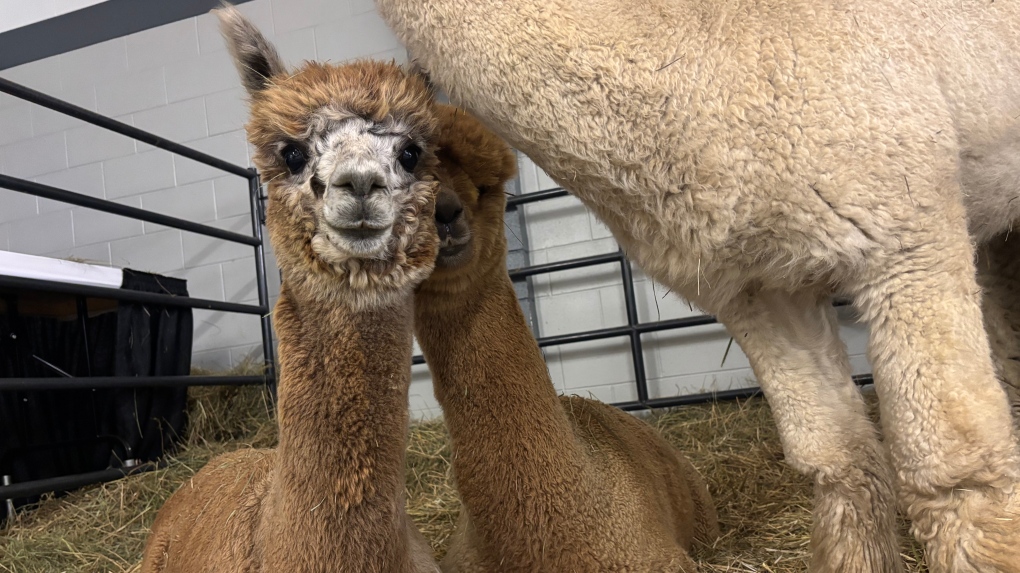 Agribition Day 2: Alpacas and bison featured [Video]