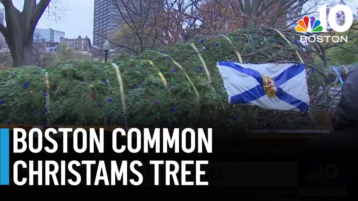 Christmas tree from Nova Scotia arrives on Boston Common  NBC Boston [Video]