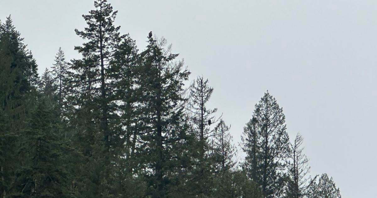 Grab your binoculars! It’s eagle counting season at Lake Coeur d’Alene | News [Video]