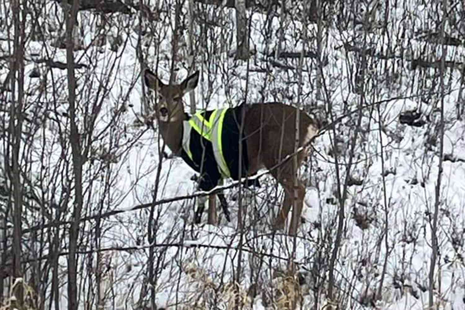 Deer Spotted Wearing Bright Yellow Reflective Gear in Canadian Village [Video]