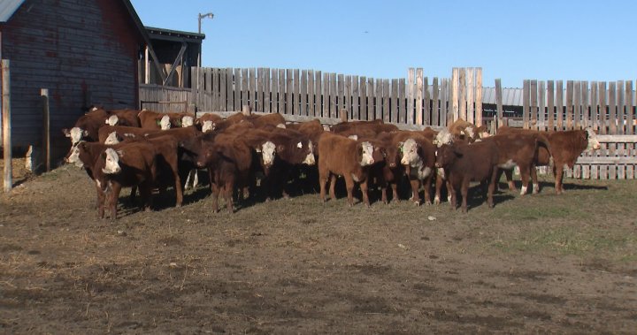 Shortage of cattle behind recent jump in beef prices, industry says [Video]