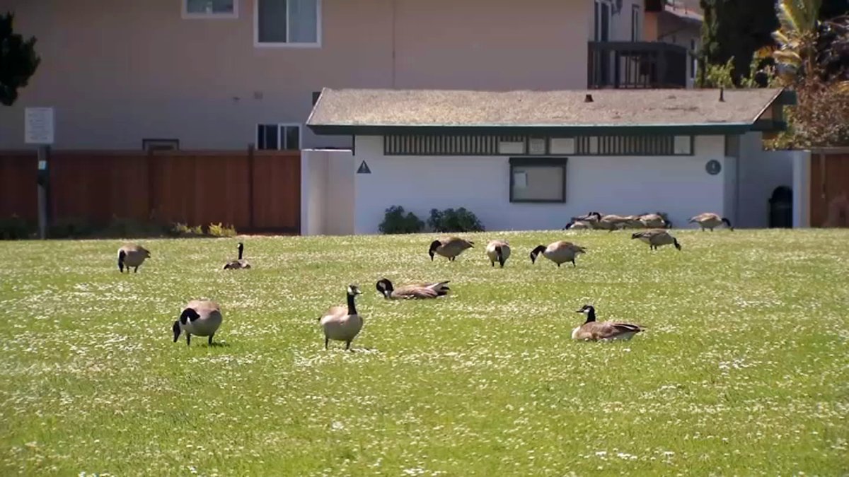 Foster Citys plan to address geese problem  NBC Bay Area [Video]