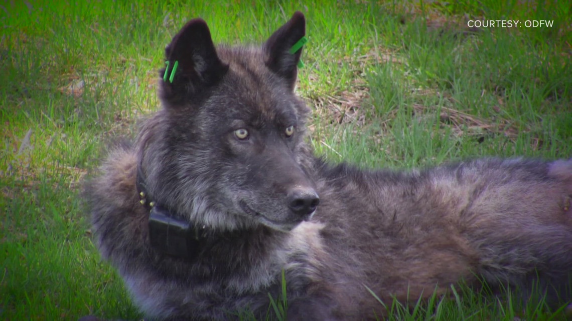 In a letter, 26 organizations ask Canada to not give wolves to Colorado [Video]