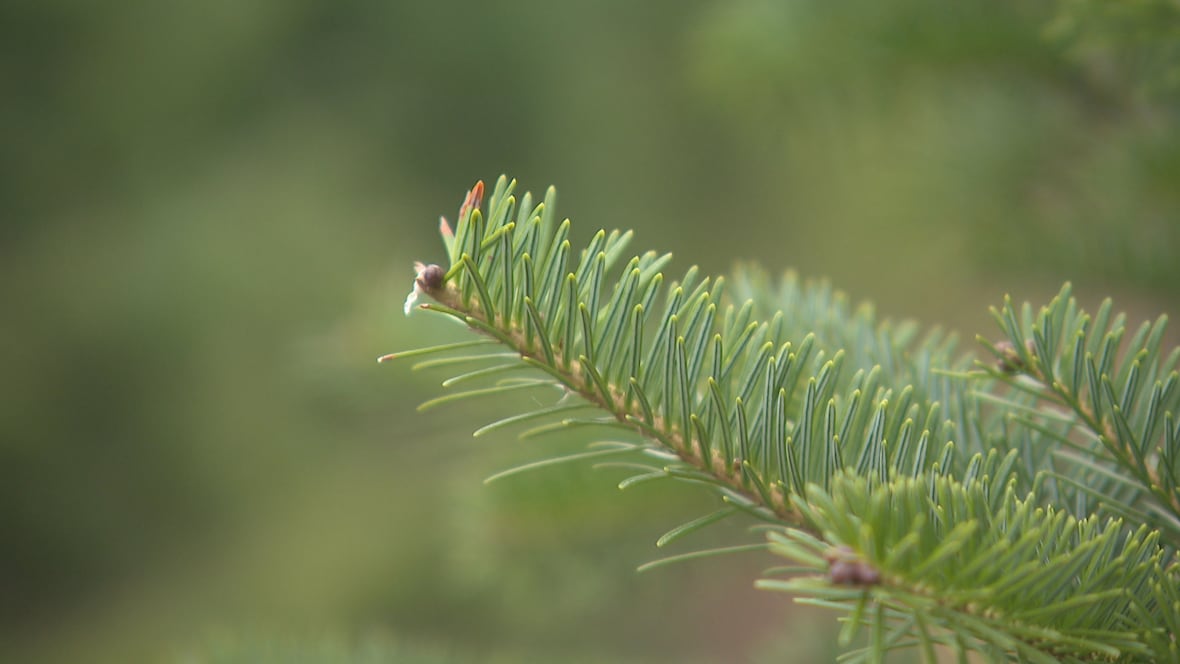 More people pining for real trees this Christmas, Prince Edward Island grower says [Video]