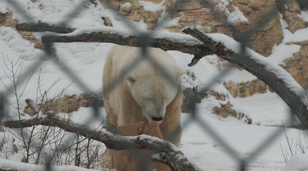 Polar bear at Assiniboine Zoo not seen by public [Video]