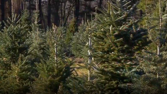 Christmas tree growers deal with effects of ongoing drought on trees [Video]