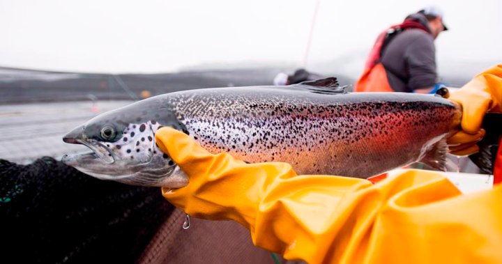 Ending net-pen salmon farming costly, says industry-commissioned report [Video]