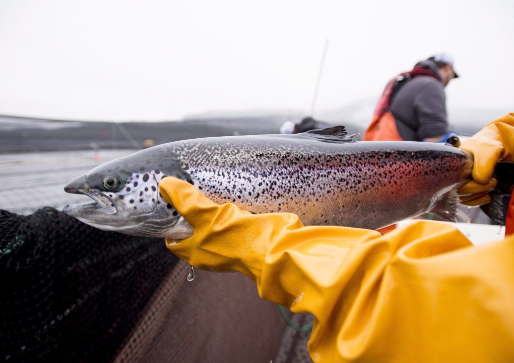 Eliminating open-net fish farms in B.C. would cost taxpayers billions: report [Video]