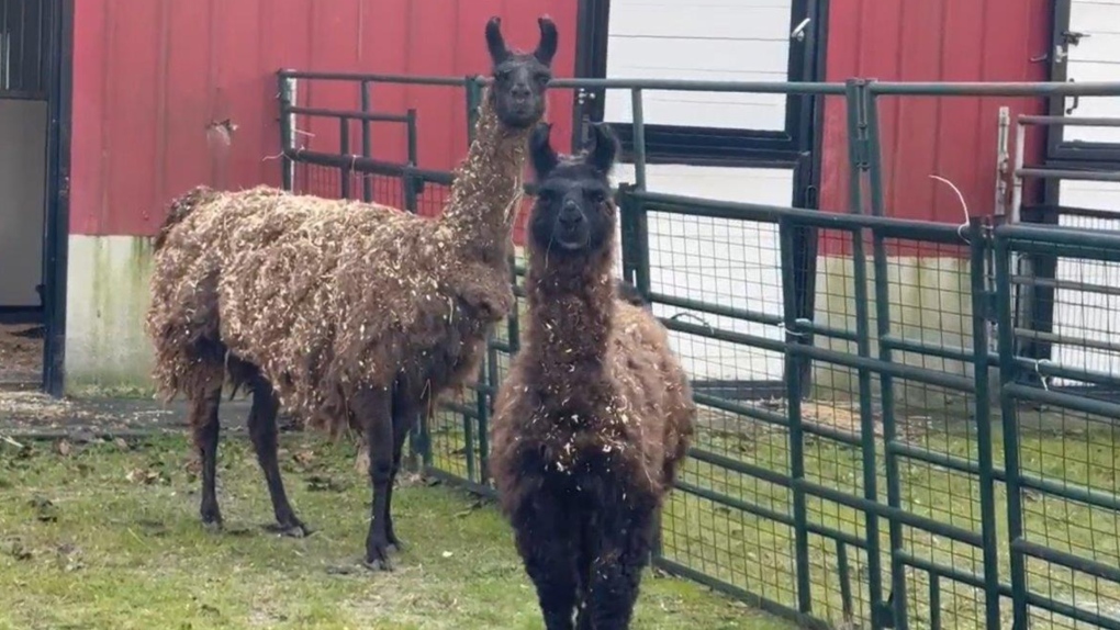 B.C. SPCA rescues neglected llamas [Video]