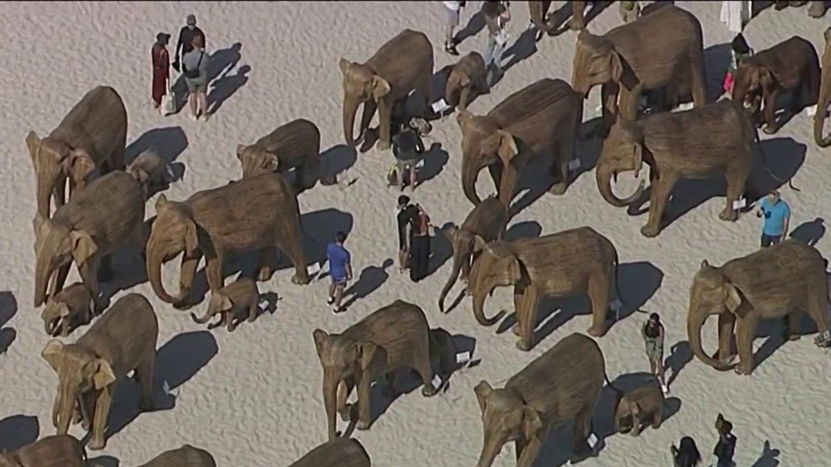 Elephant migration Miami Art Week featured to encourage conservation  NBC 6 South Florida [Video]