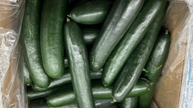 SunFed cucumbers sold in U.S. and Canada recalled due to salmonella risk [Video]