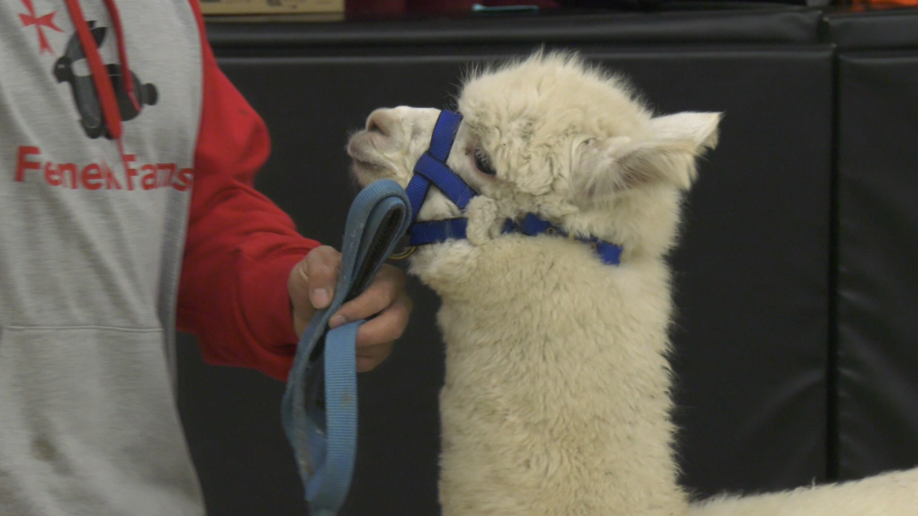 Fundraising campaign at Regina school ends with an alpaca kiss [Video]