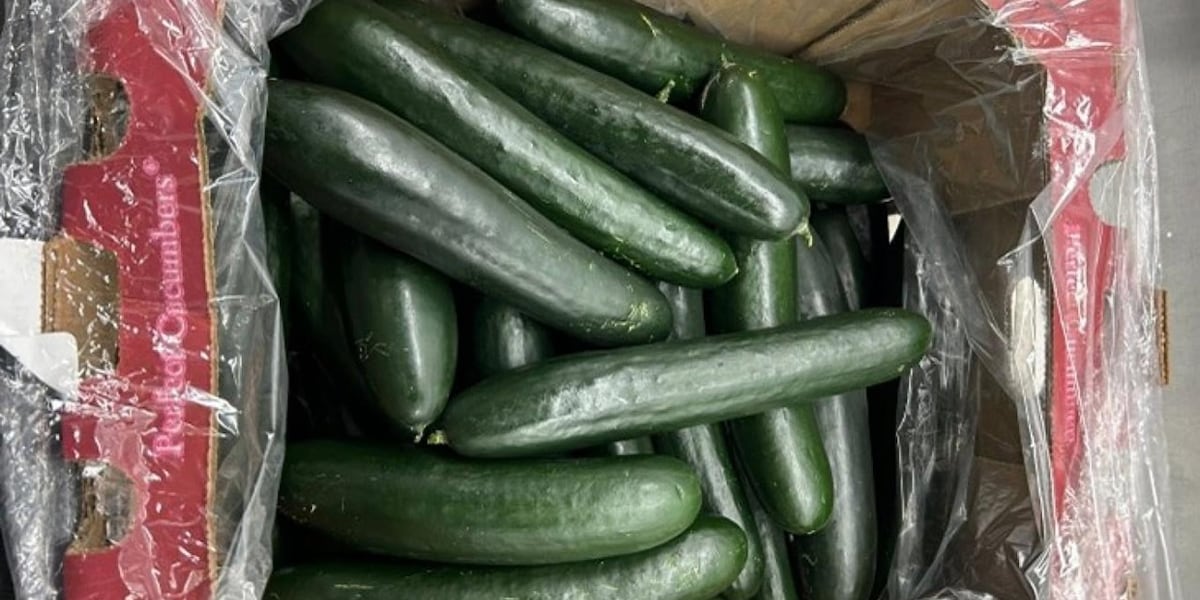 Cucumbers sold in 26 states recalled over salmonella concerns [Video]