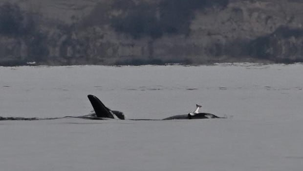 Why orcas wear dead salmon as ‘hats’ remains a mystery, scientists say [Video]