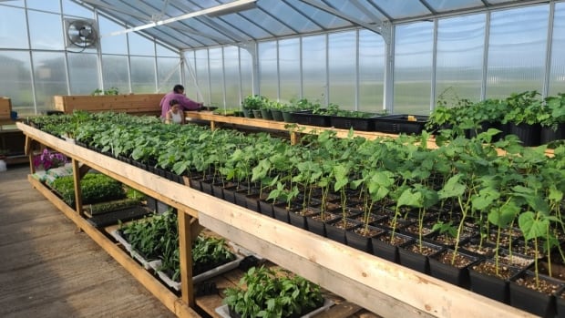 Northern Sask. communities using gardening to improve food sovereignty  and they’re involving youth [Video]