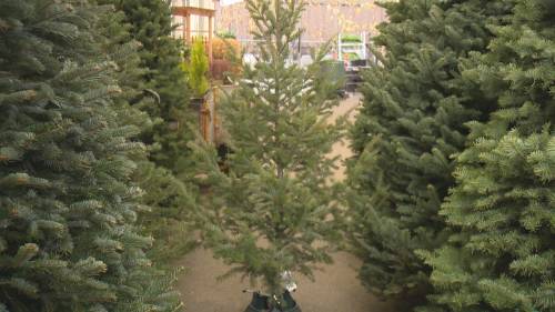 Gardening Tips: How to choose and care for your fresh Christmas tree [Video]